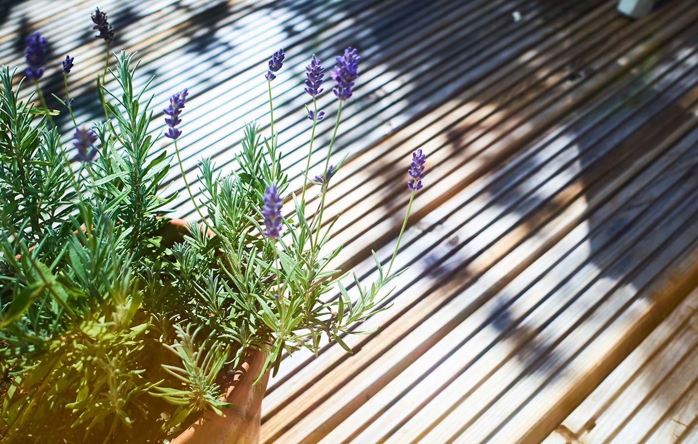 Nahaufnahme einer Holzterrasse mit Lavendel